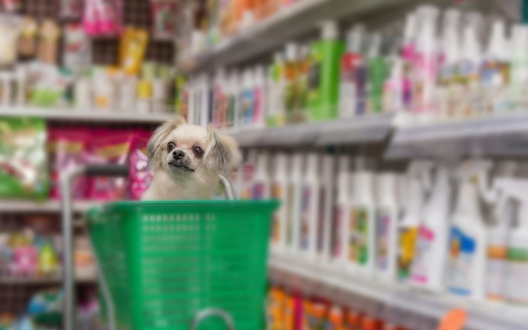 Market Your Pet Invention With Instagram Influencers